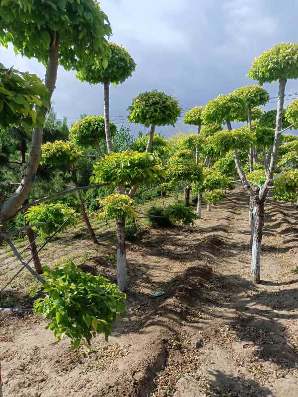 1733988290116251.jpg IMG_20220526_160249.jpg