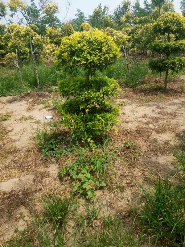 1733989305119587.jpg IMG_20180706_130124.jpg