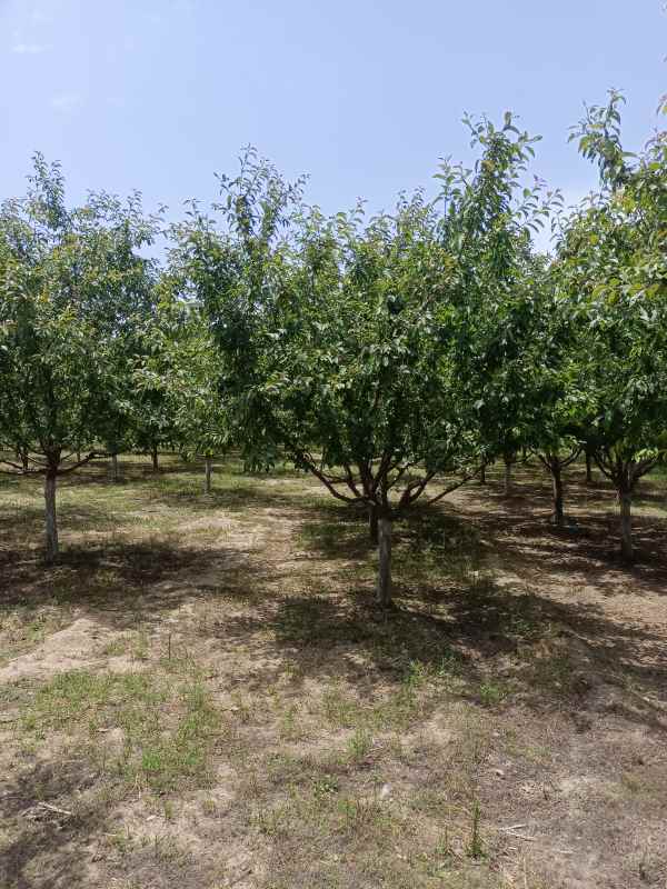 1734327186745629.jpg IMG_20220531_123137.jpg