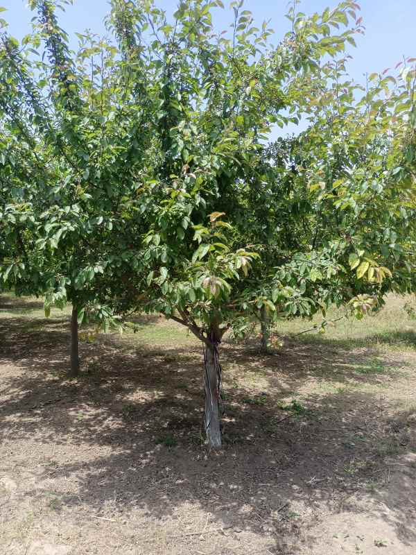 1734327253974917.jpg IMG_20220531_123135.jpg