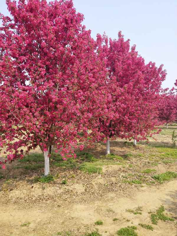 1734328129542748.jpg IMG_20210410_105711.jpg