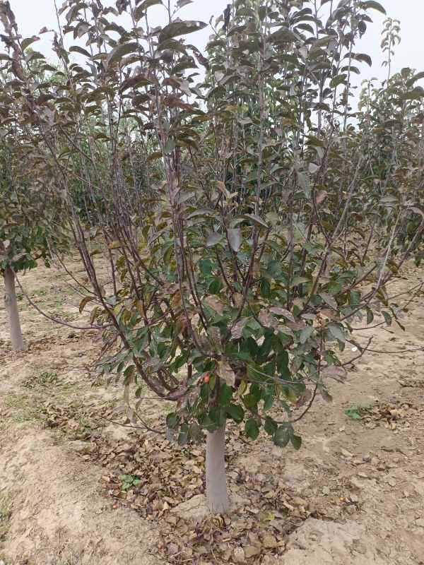 1734328497968736.jpg IMG_20211018_130517.jpg