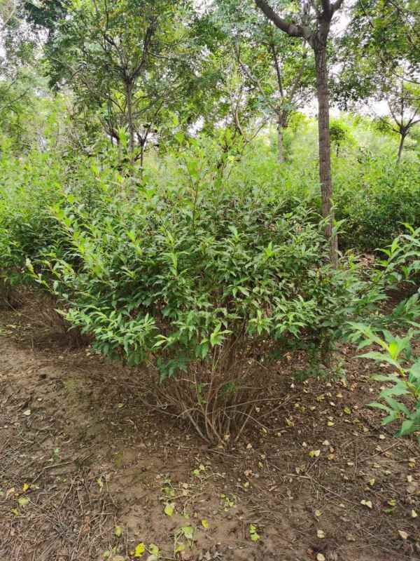 1734571712479675.jpg mmexport1635226936181.jpg