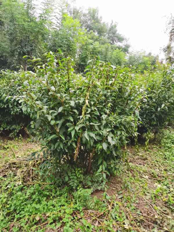 1734571934222596.jpg mmexport1635226930379.jpg