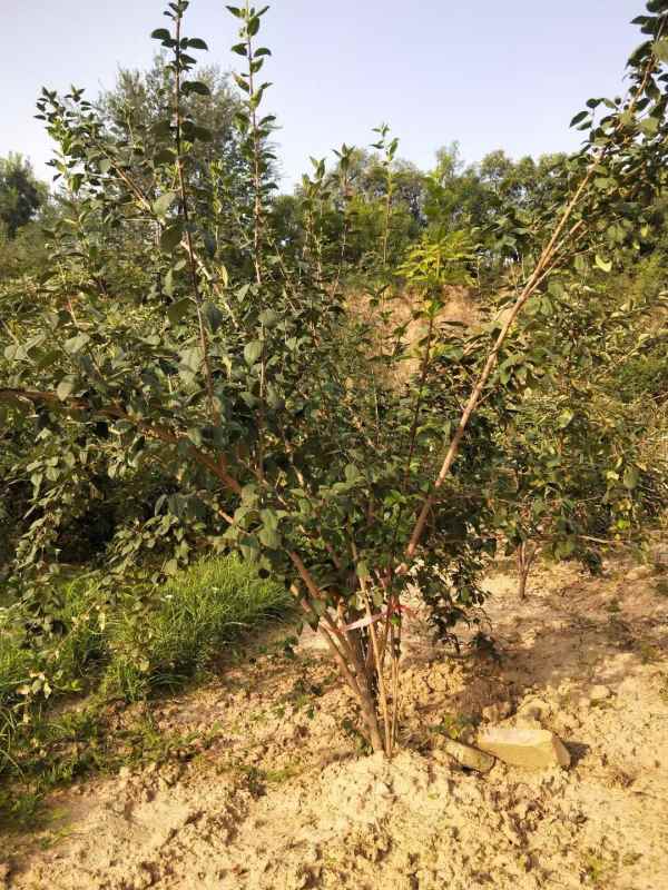 1734572562245372.jpg mmexport1635226699886.jpg