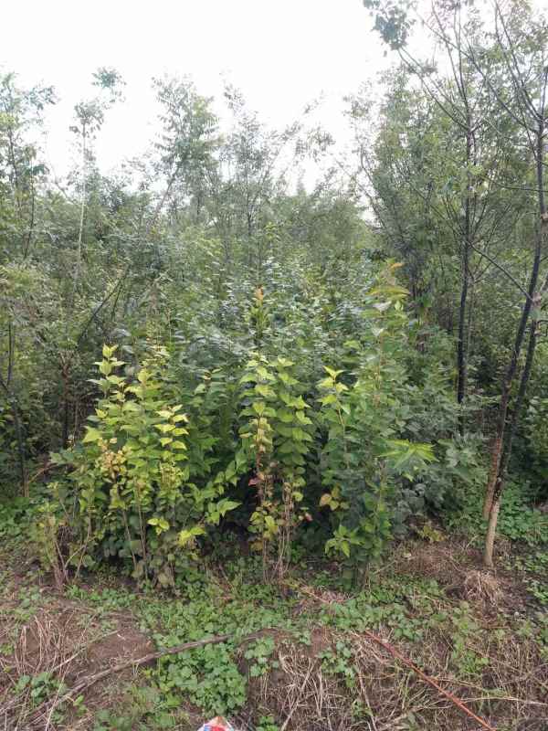 1734572640698781.jpg mmexport1635226796162.jpg