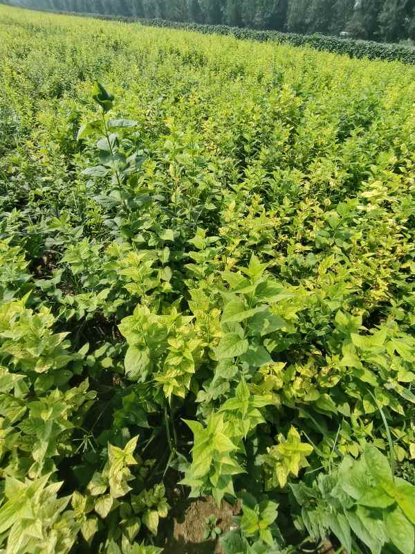 1734573008378432.jpg IMG_20230831_105310.jpg