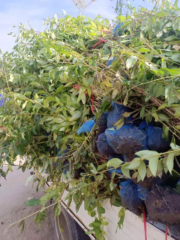 1734573514709921.jpg IMG_20220924_140124.jpg