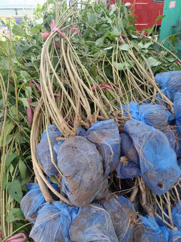 1734573991920847.jpg IMG_20220924_120437.jpg