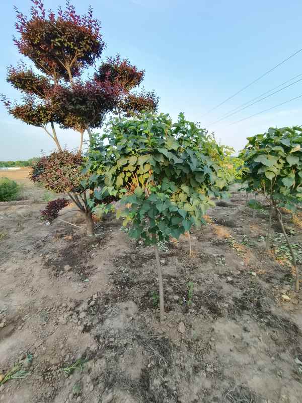 1734677640646972.jpg IMG_20230605_184831.jpg