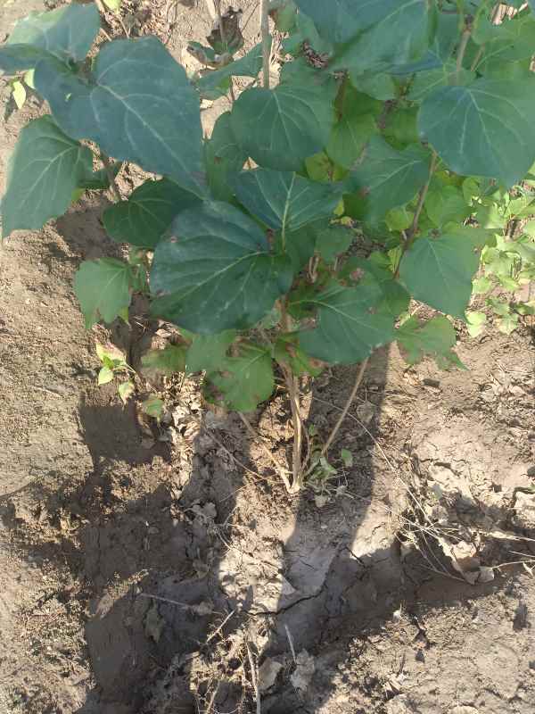 1734677912708108.jpg IMG_20220925_085232.jpg