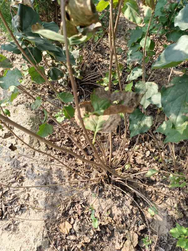 1734679117412063.jpg IMG_20220929_094051.jpg