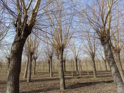 金絲垂柳生長環(huán)境監(jiān)測與調(diào)控_最新苗木行情價格免費報價