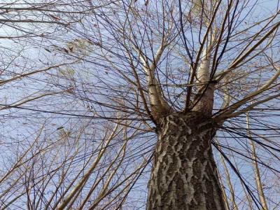 金絲垂柳營養(yǎng)診斷與施肥優(yōu)化_最新苗木行情價格免費報價