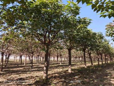 楸樹老樹復(fù)壯技術(shù)_苗木價格行情免費(fèi)報價