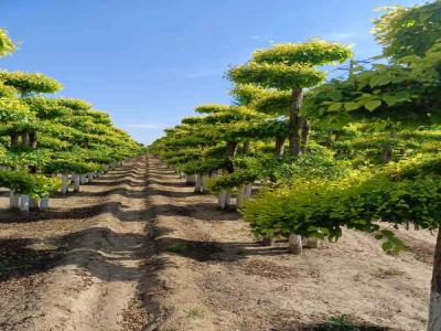 造型金葉榆：種植、修剪與景觀設(shè)計(jì)_提供免費(fèi)苗木報(bào)價(jià)