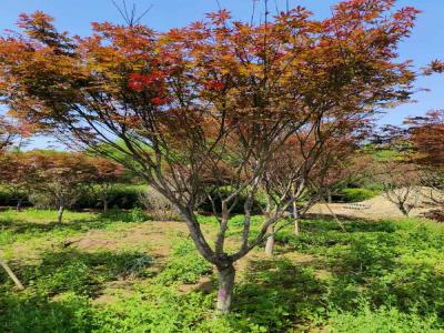 日本紅楓：種植與欣賞的藝術(shù)_提供苗木報價