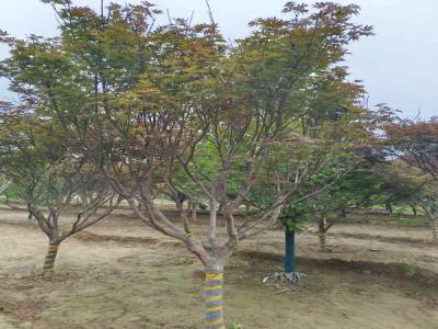 打造秋日美景：日本紅楓的種植技巧_提供苗木報價