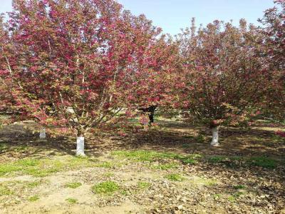 絢麗海棠的種植技術(shù)與養(yǎng)護(hù)管理_苗木可免費(fèi)報(bào)價(jià)