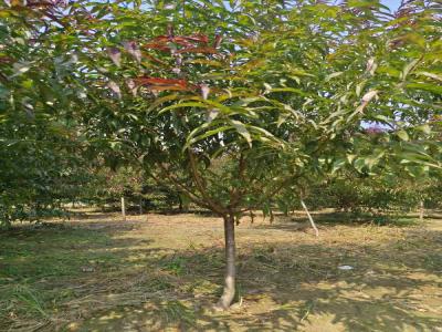 紅葉碧桃：小區(qū)城市綠化的綠色名片及苗木報(bào)價