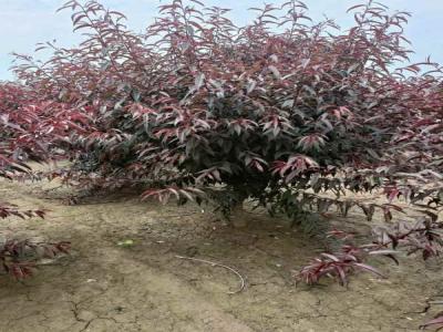 城市綠化新趨勢：紅葉碧桃的多樣應(yīng)用及苗木報(bào)價