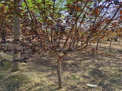 打造美麗庭院：紅葉碧桃的種植技巧及苗木報(bào)價