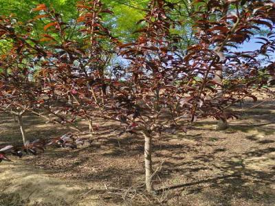 紅葉碧桃的種植與養(yǎng)護(hù)全攻略及苗木報(bào)價
