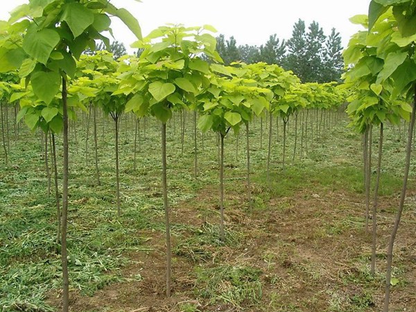 1746420001687760.jpg 26582c30feadc52f68b3565ac576bcdf_83936c4f0af0d354dafde22b2e887f1f.jpg