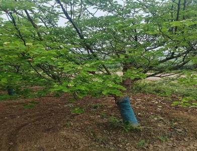 普及12公分垂柳種植需要注意點(diǎn)什么呢！