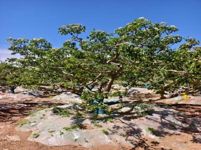 假植山楂樹(shù)