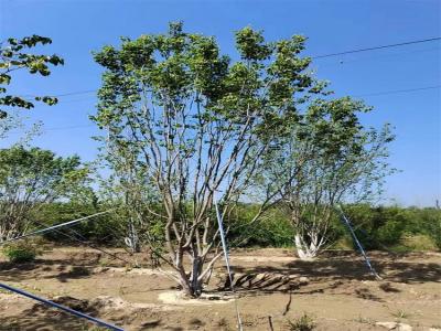 假植叢生暴馬丁香