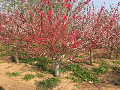 8-12公分容器假植碧桃批發(fā)