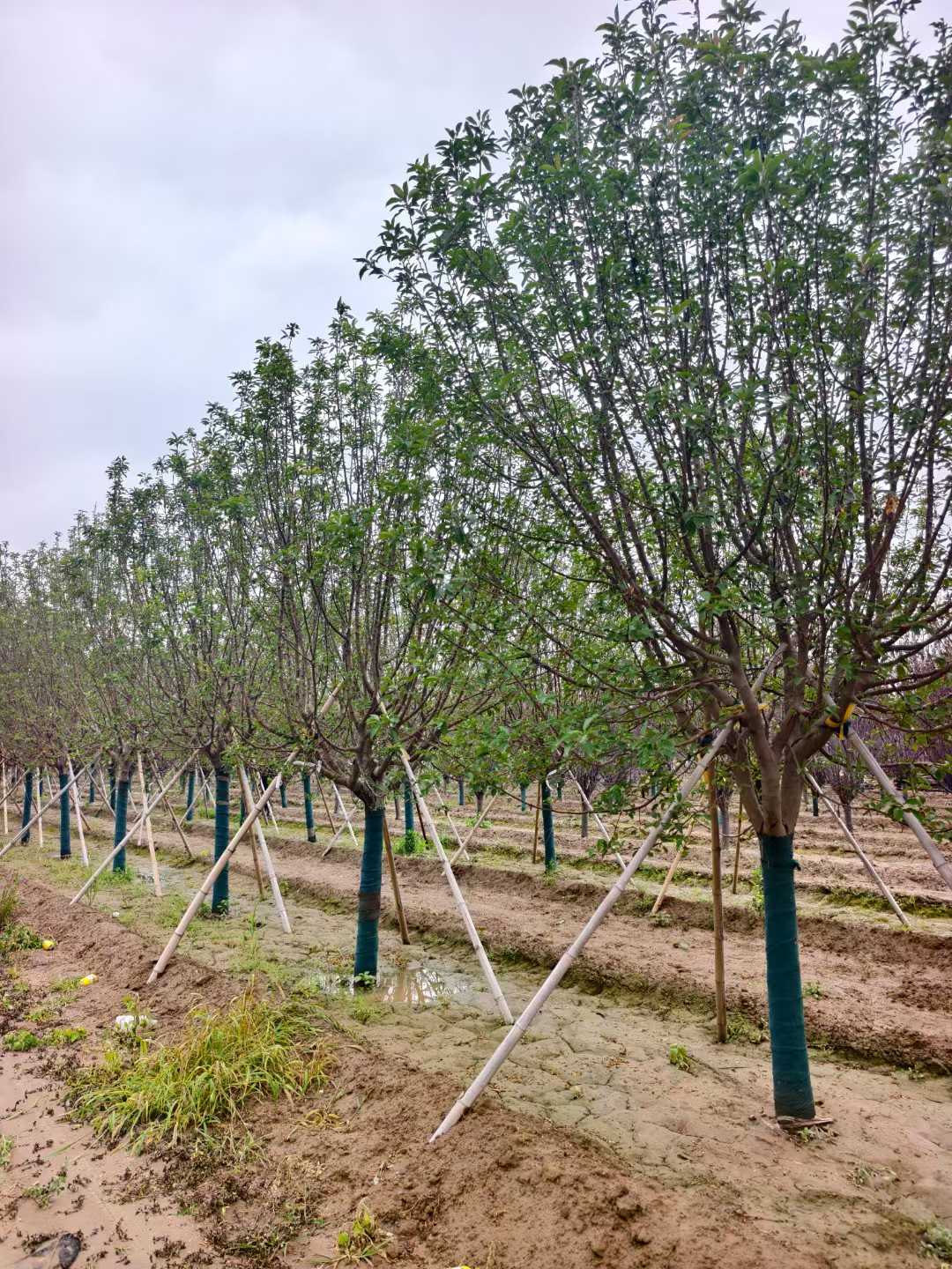 1752201146658606.jpg 1750402035540759.jpg