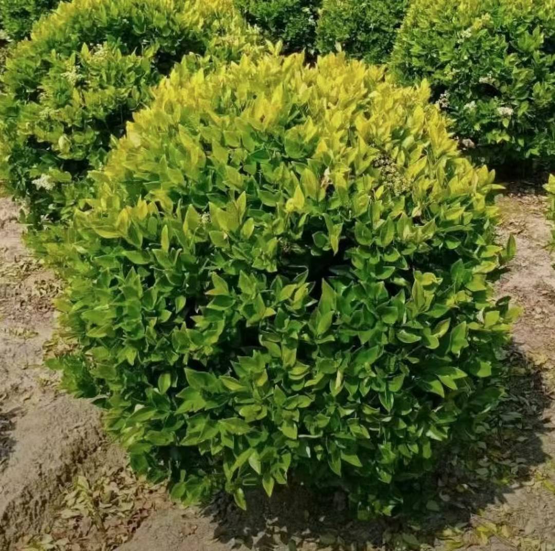 1753230436753875.jpg 1750402315561075.jpg