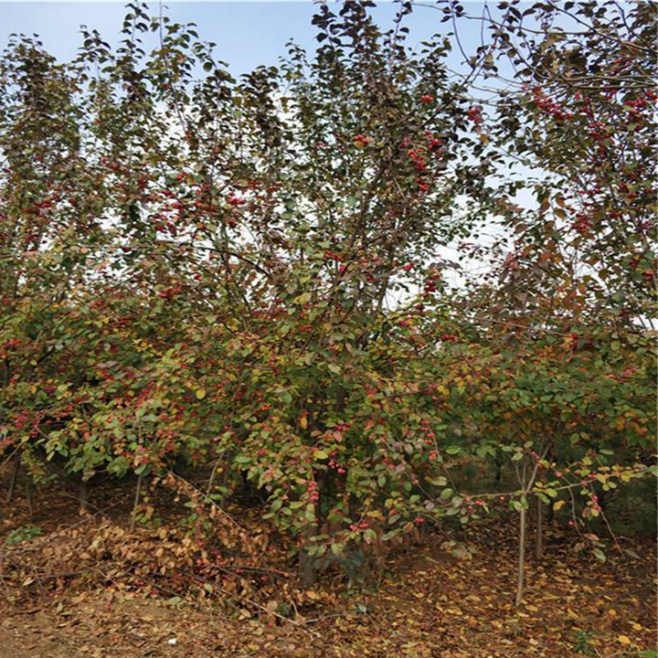 1754703677264084.jpeg 1750405176680738.jpeg