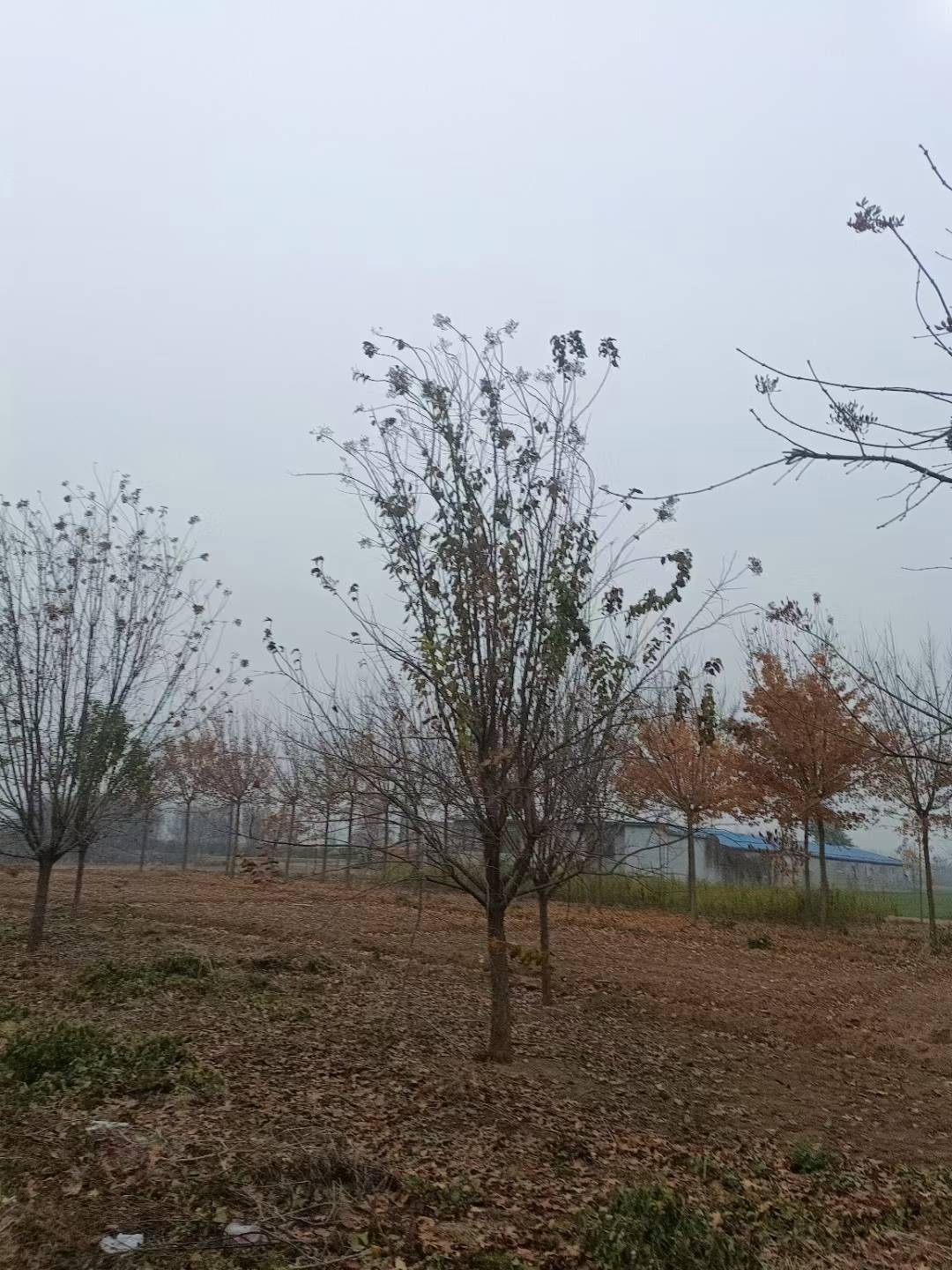 1756545175919878.jpg 1750402475558842.jpg