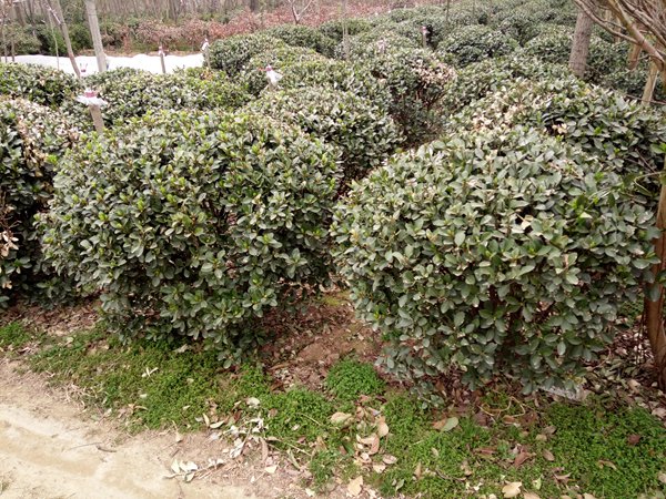 1759112650330720.jpg 1753230274164168.jpg